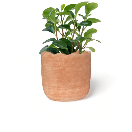 Wavy Planter - Large